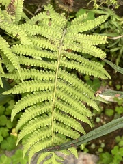 Cyclosorus interruptus