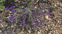 Polygala microphylla