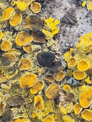 Xanthoriicola physciae