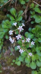 Saxifraga spathularis