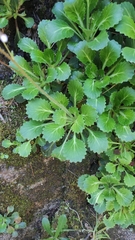 Saxifraga spathularis