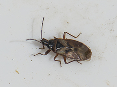 Gastrodes abietum