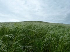Stipa