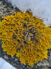 Xanthoriicola physciae