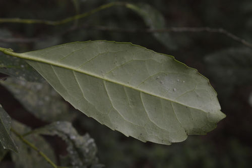 Image of Ilex paraguariensis by (c) E Santos Ortega, some rights reserved (CC BY)