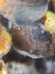 Xanthoriicola physciae