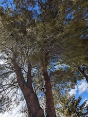 Pinus cembroides