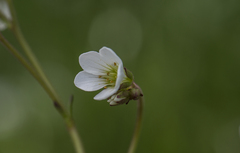 Saxifraga granulata