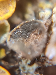 Xanthoriicola physciae