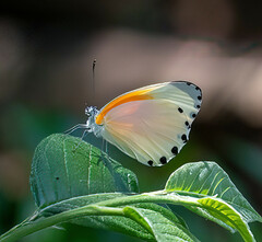 Mylothris rueppellii