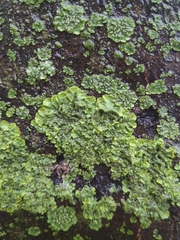 Xanthoria parietina