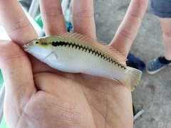 Halichoeres scapularis