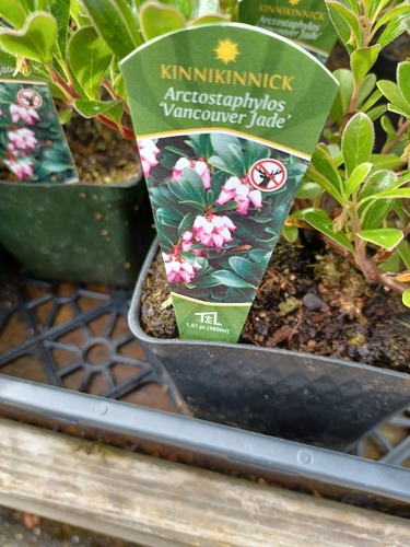 Bearberry