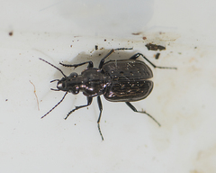Blethisa multipunctata