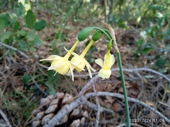 Narcissus triandrus