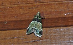 Orthaga atribasalis