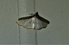 Cydalima laticostalis