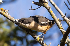 Laniarius ferrugineus ferrugineus