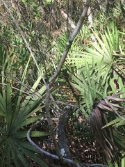 Macromia