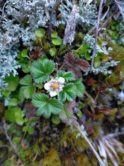 Fragaria hayatae