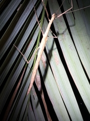 Sipyloidea larryi
