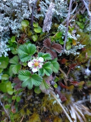 Fragaria hayatae