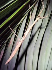 Sipyloidea larryi