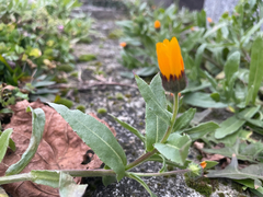 Calendula arvensis