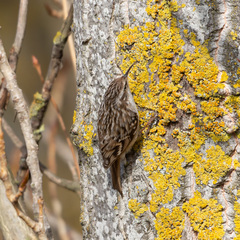 Certhia brachydactyla