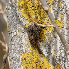 Certhia brachydactyla