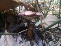Ganoderma lucidum