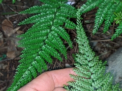 Asplenium