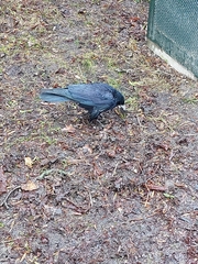 Corvus frugilegus