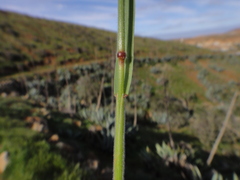 Bromus lanceolatus