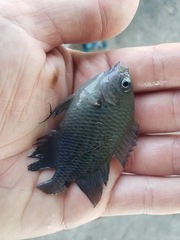 Pomacentrus tripunctatus