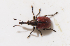 Tatianaerhynchites aequatus