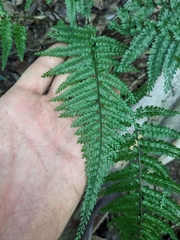 Asplenium