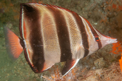 Chelmonops truncatus