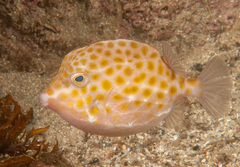 Anoplocapros inermis