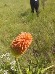 Kniphofia caulescens