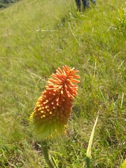 Kniphofia caulescens