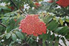 Sorbus aucuparia