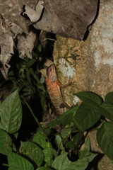 Calotes versicolor