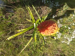 Kniphofia caulescens