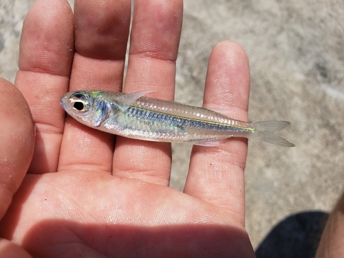 Tropical silverside (Atherinomorus duodecimalis) — Atherinidae