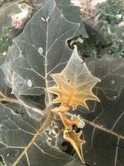 Solanum robustum image