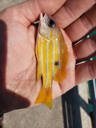 Fiveline Snapper — seen at this dive site