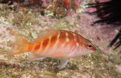 Hypoplectrodes maccullochi