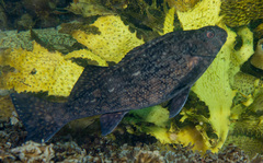 Aplodactylus lophodon