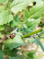 Eurydema ornata